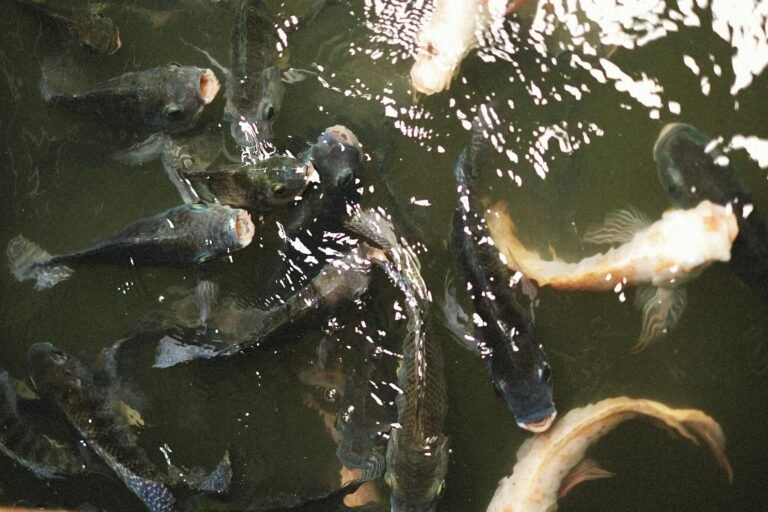 Preko 400 ribolovaca iz 35 zemalja stiže na jezero Modrac