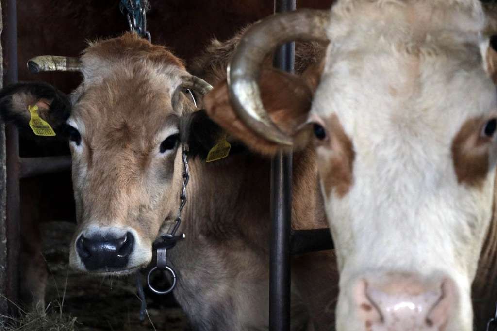 Potvrđena pojava antraksa u Bosanskom Grahovu - Uginulo deset goveda
