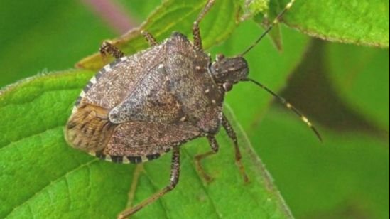 3596b2a1-7e66-4f27-b4f9-29ea37c78c64 Smrdibube ponovo u domovima širom BiH: Zašto dolaze i kako ih se riješiti