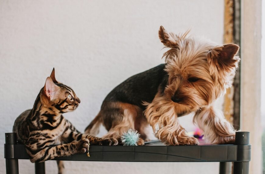 Najbolji kućni ljubimci za stan: Unose mir, radost i toplinu u vaš dom
