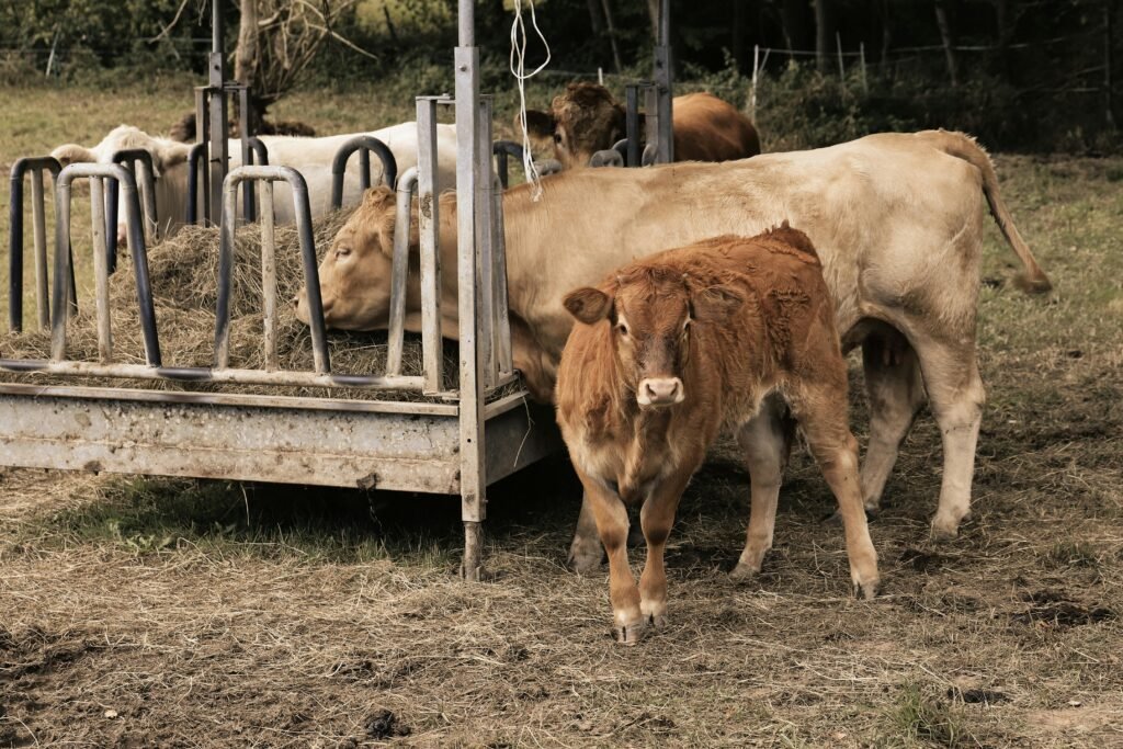 Podrška ruralnom razvoju: 101 mladi farmer dobija sredstva za investiranje