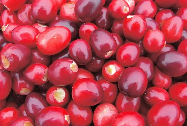 Brusnice – male bobice velike moći za mozak i srce