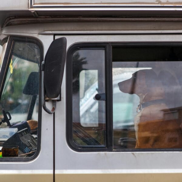 EU pooštrava pravila za putovanje kućnih ljubimaca
